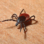 Wood Tick