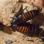 Cockroach